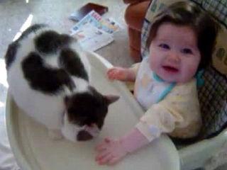 O pisică nervoasă pocneşte un bebeluş cu chef de joacă (VIDEO)