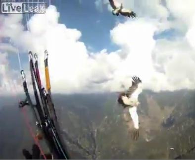 O pereche de vulturi atacă un paraşutist, acesta prăbuşindu-se în pădure (VIDEO)