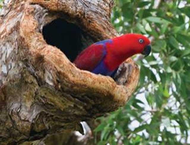 În contradicţie cu evoluţionismul, papagalii Eclectus îşi omoară puii pentru a asigura salvarea speciei