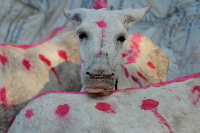 3 noiembrie 2011. Imaginile zilei 2328031