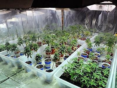Plantaţie de cannabis, descoperită de poliţişti în casa  unor tineri din Constanţa