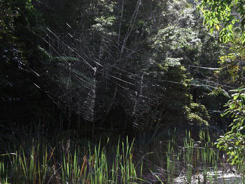 Vezi cum arată cea mai mare pânză de păianjen din lume! (VIDEO)