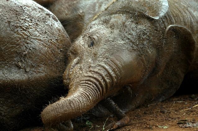 Impresionant: Un pui de elefant şi mama lui, salvaţi de oameni după ce au rămas blocaţi într-o lagună de noroi (FOTO)