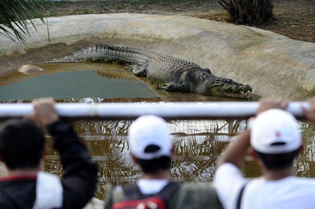 Lolong ar putea fi cel mai mare crocodil din lume (VIDEO)