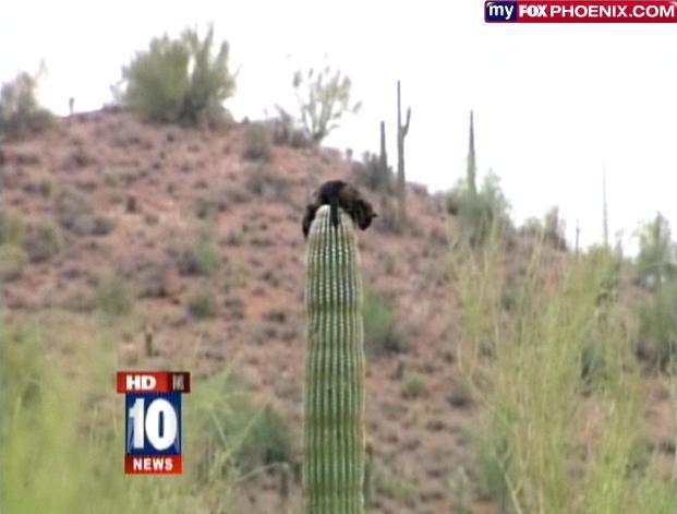 O pisică a rămas înţepenită trei zile pe un cactus gigant, de 6 metri înălţime (VIDEO)