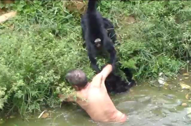 Un bărbat a fost atacat de maimuţe la o grădină zoologică (VIDEO)