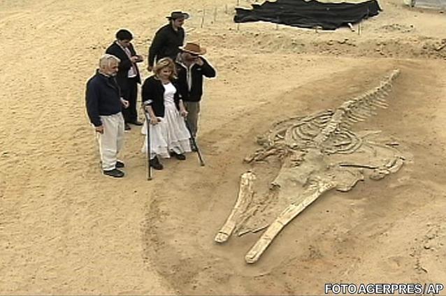Descoperirea care i-a uimit pe cercetători: Cimitir de balene în deşert! (FOTO)