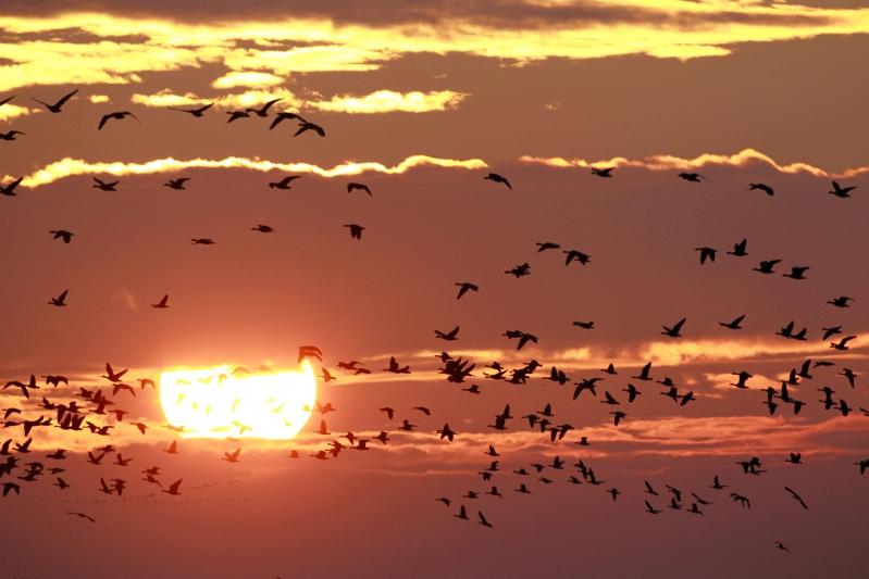 Încălzirea globală face ca păsările să-şi amâne migrarea către sud cu o lună
