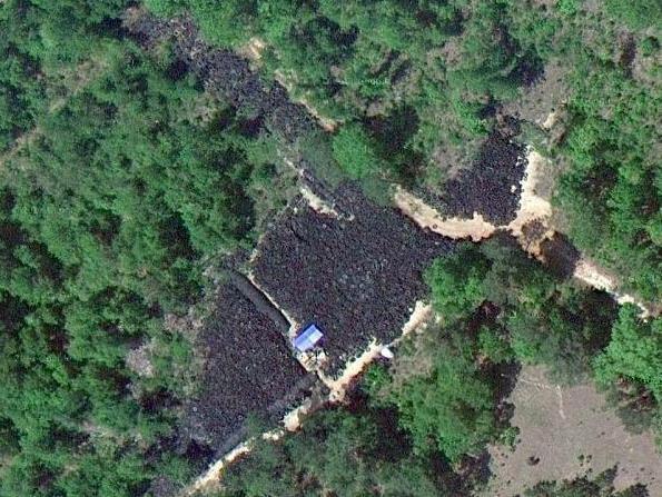 Ghici ciupercă ce-i? Descoperire impresionantă, prin Google Maps, într-o pădure izolată din SUA (VIDEO)