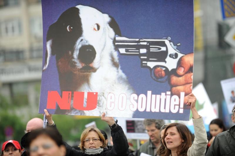 Eutanasierea câinilor, posibil subiect de referendum în Bucureşti