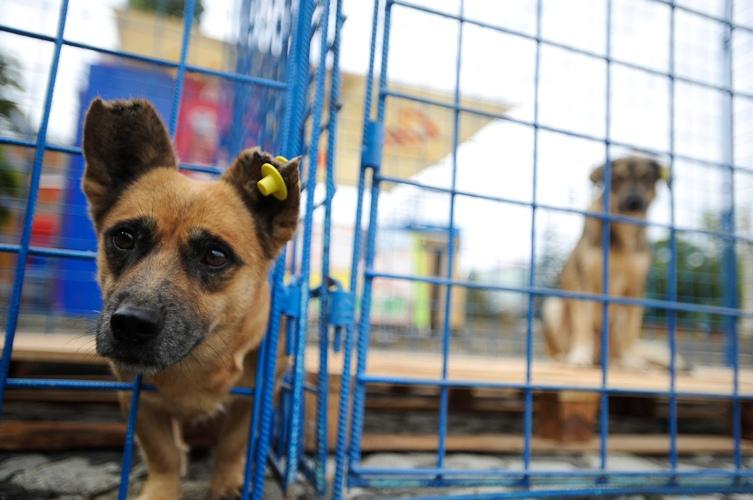 Vier Pfoten va ataca la Curtea Constituţională legea privind câinii fără stâpân