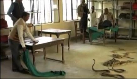 Un dresor de şerpi şi-a eliberat cobrele într-un birou de colectare a taxelor (VIDEO)