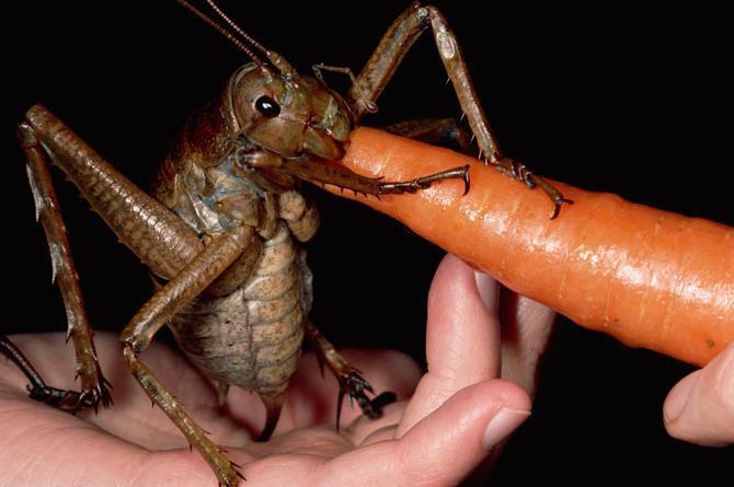 Cea mai mare insectă din lume, descoperită în Noua Zeelandă: Weta gigant cântăreşte cât trei şoareci