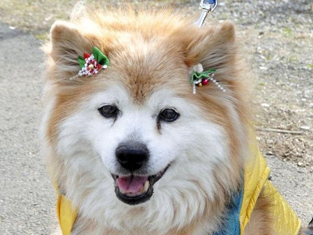 A murit Pusuke, cel mai bătrân câine din lume