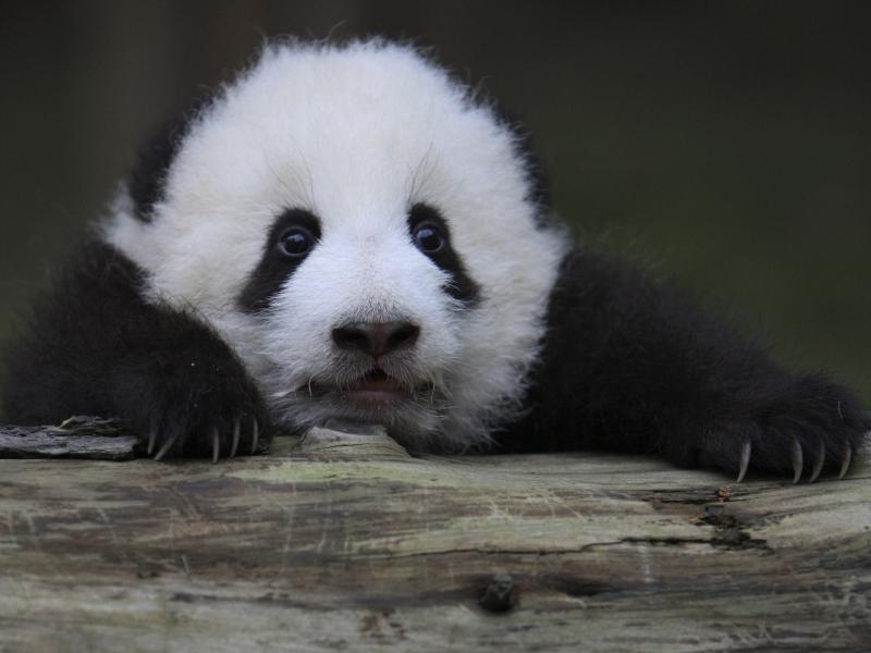 Biologii chinezi îşi suflecă mânecile: începe recensământul excrementelor de urşi panda