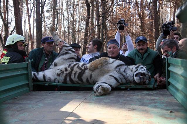 Vânătorul care a ucis tigrul fugit de la Zoo Sibiu: Dacă nu trăgeam în momentul acela, era dezastru!