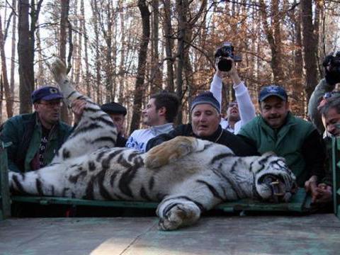 Anchetă la Zoo Sibiu: Dosar penal în urma uciderii tigrului siberian