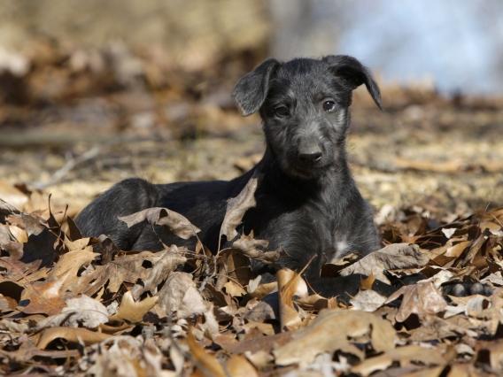 Dezbaterea legii eutanasierii câinilor fără stăpân, amânată pentru ianuarie 2012