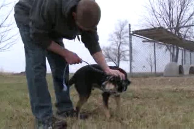 Un căţel şi-a regăsit familia după trei ani (VIDEO)