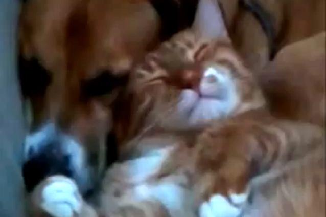 Cine spunea că pisica şi cainele nu pot fi cei mai buni prieteni? Vezi cel mai bun exemplu în acest sens (VIDEO)