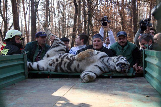 Directorul Zoo Sibiu, de unde a evadat un tigru săptămâna trecută, a demisionat
