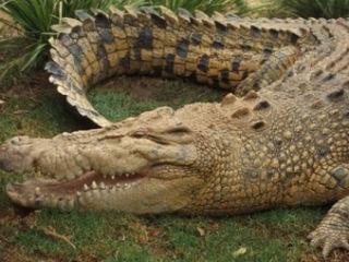 Zoo în casă. Poliţia a descoperit 11 crocodili şi un aligator în vila unui german!