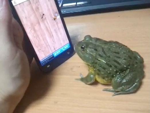 Viralul lunii: O broască tachinată cu smartphone-ul se răzbună groaznic! (VIDEO)