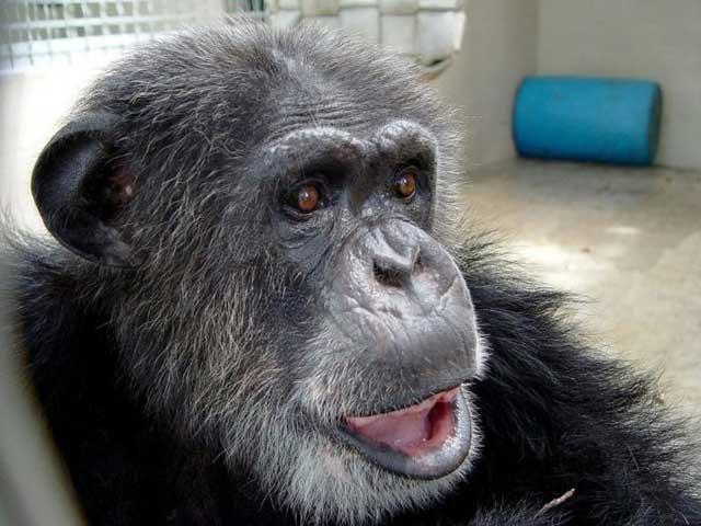 A murit Cheetah, cimpanzeul din "Tarzan". Avea 80 de ani, îi plăceau meciurile de fotbal şi să deseneze