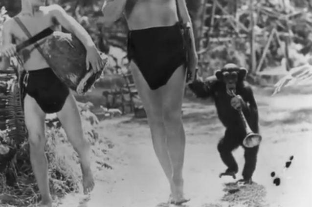 Maimuţa Cheetah din filmul "Tarzan" a murit la 80 de ani (VIDEO)