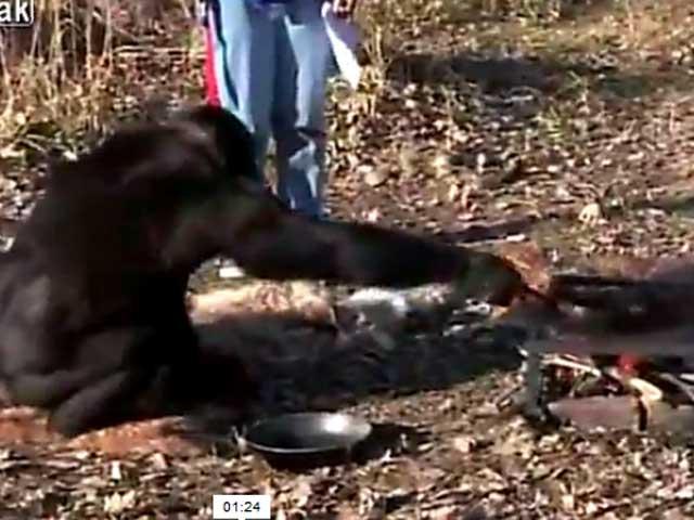 Ghici cine aprinde grătarul? Un cimpanzeu entuziasmat de ieşirile la iarbă verde (VIDEO)