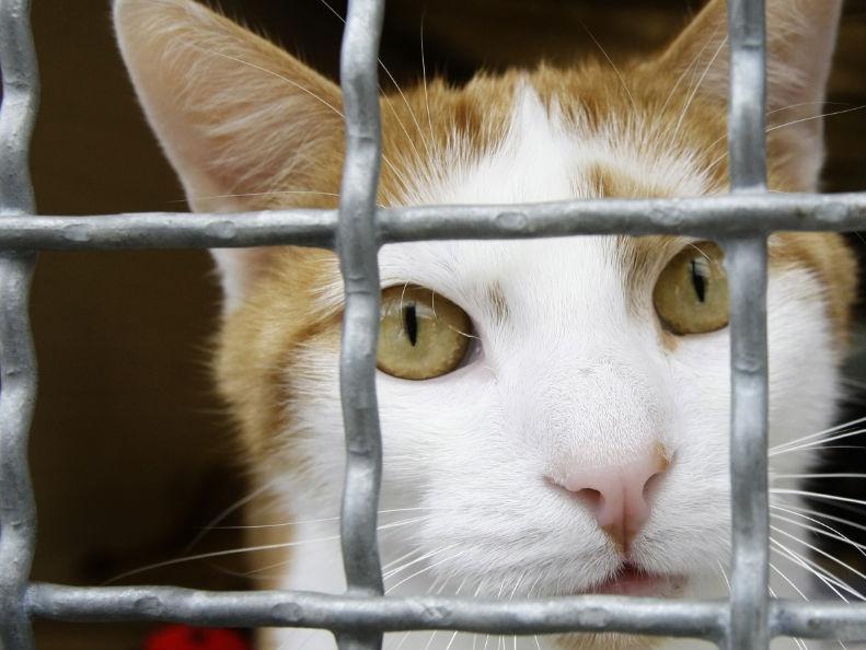 O pisică a supravieţuit de două ori încercărilor de eutanasiere