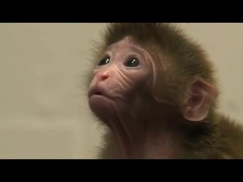 Uluitor! Cercetătorii au produs maimuţe Himere (VIDEO)
