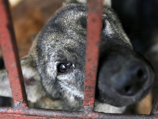 Sri Lanka a autorizat uciderea a trei milioane de câini vagabonzi
