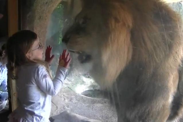 O fetiţă de trei ani a rămas nemişcată în faţa unui leu furios (VIDEO)