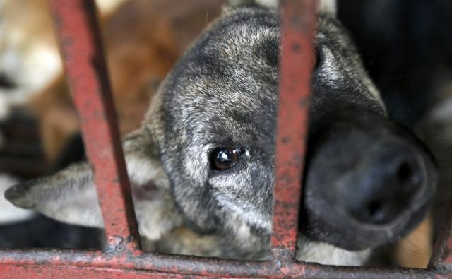 Judecătorii CCR au decis: Eutanasierea câinilor, neconstituţională