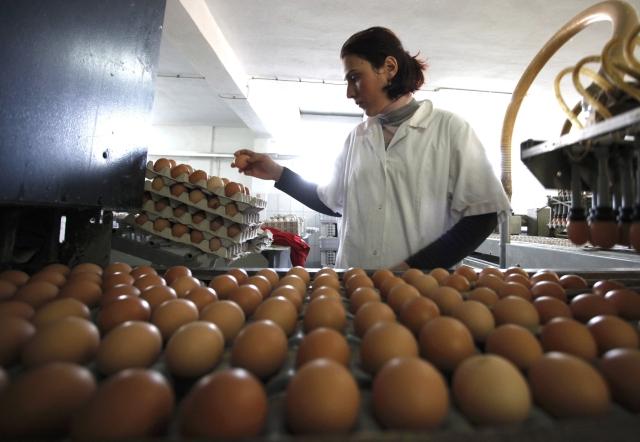 Ouă "stresate", marcate cu cifra 3, aduse din Polonia şi distribuite ilegal cu cifra 1 în supermaketurile din România