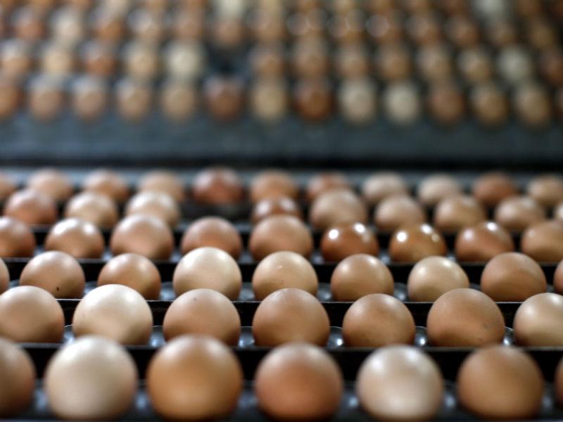 Depozitul Mănăstirea, găsit cu 4.300 de ouă fără acte de provenienţă