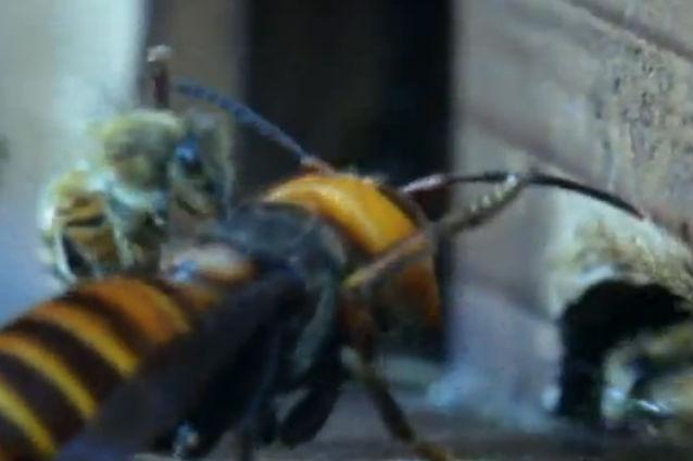 Viespile din Iad: 30 de viespi uriaşe japoneze măcelăresc 30.000 de albine (VIDEO)