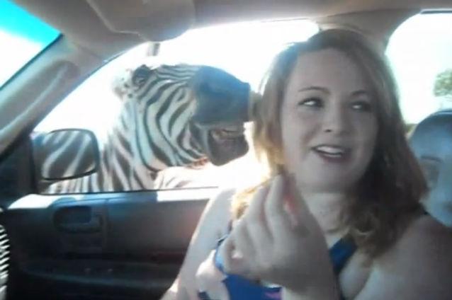 VIDEO: O fată a fost atacată de o zebră în timp ce se afla în maşină