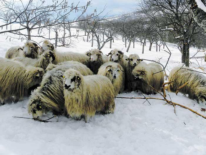 Despre omăt şi felurimea ninsorilor la români