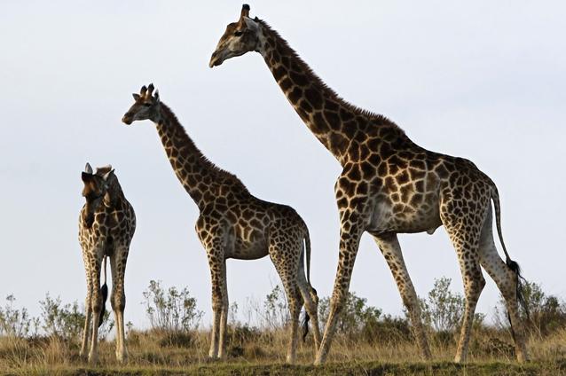 Sute de turişti plătesc sume uriaşe ca să omoare girafe (FOTO)
