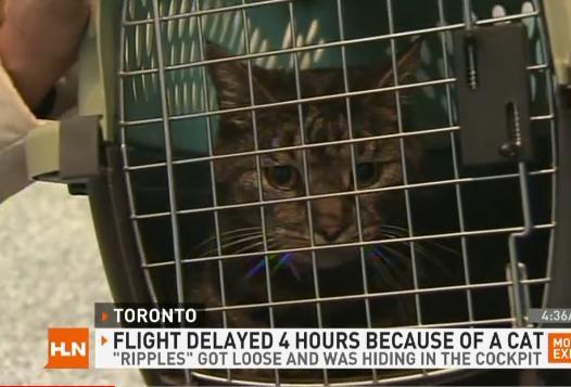 Avion întârziat cu peste patru ore din cauza unei pisici (VIDEO)