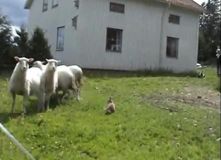 Culmea dresajului: un iepure ajuns câine ciobănesc :) (VIDEO)