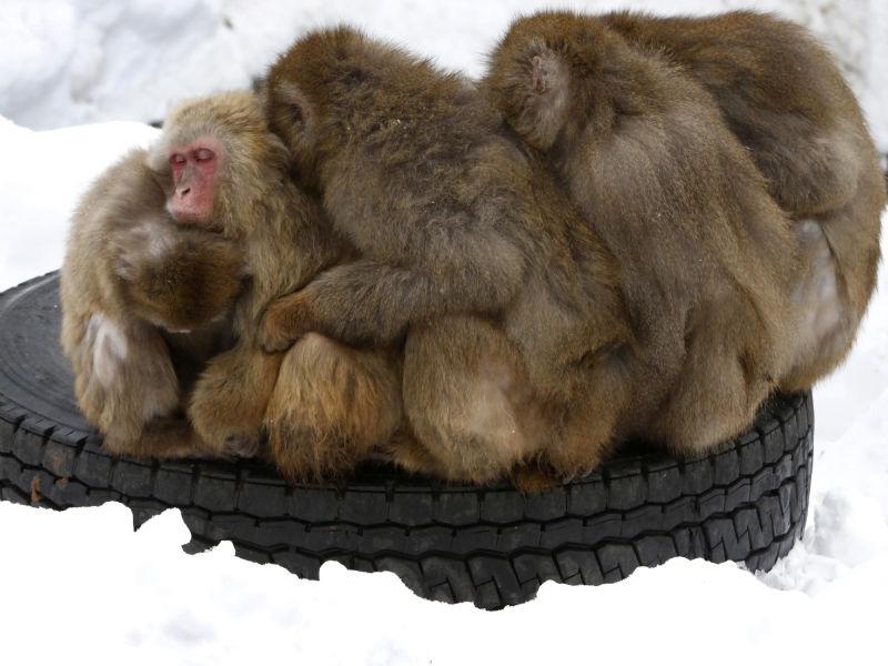Maimuţelor din Kazahstan li se dă vin fiert pentru a suporta mai uşor gerul
