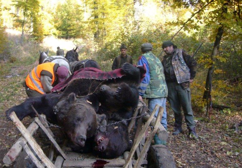 Urşi asasinaţi şi iobagi cu buzunare de interlop
