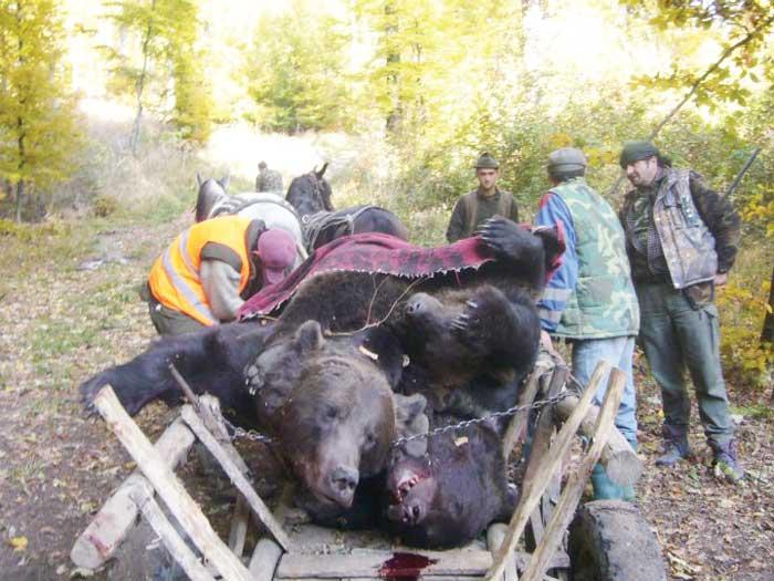 Urşi asasinaţi şi iobagi cu buzunare de interlop