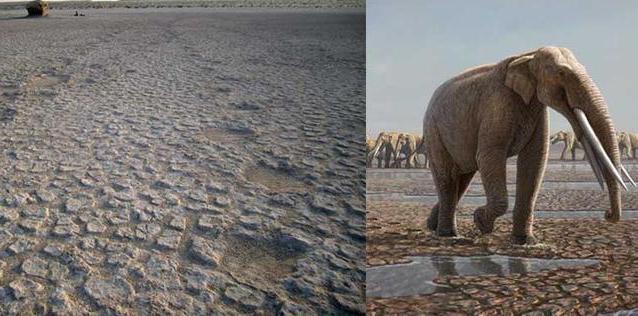 Urme de elefant, vechi de 7 milioane de ani, descoperite de paleontologi în Emiratele Arabe (VIDEO)