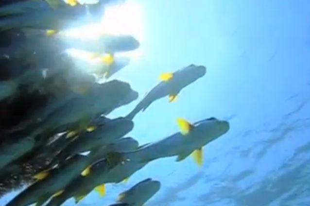 VIDEO: Varianta subacvatică a Google Street View prin Marea Barieră de Corali