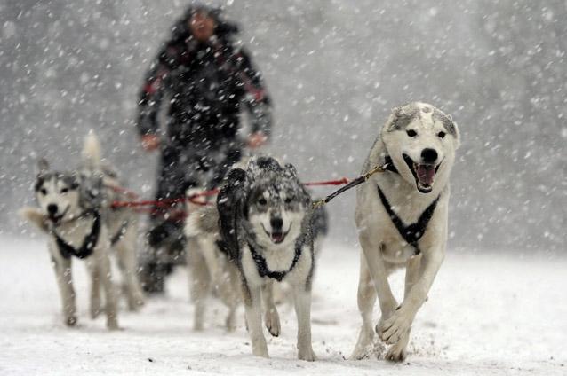 Insider în regatul Husky. Lumea fascinantă a câinilor nordici de competiţie (FOTO)
