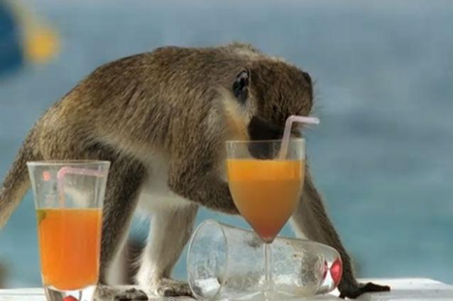 VIDEO: Maimuţele beţive din Caraibe fură paharele cu alcool ale turiştilor